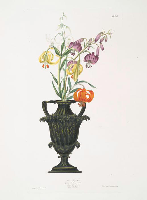 Lilium Pomponium, Lilium Chalcedonicum, Lilium Martagon Varieties — Robert Havell