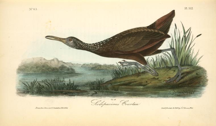 Scolopaceous Courlan — John James Audubon