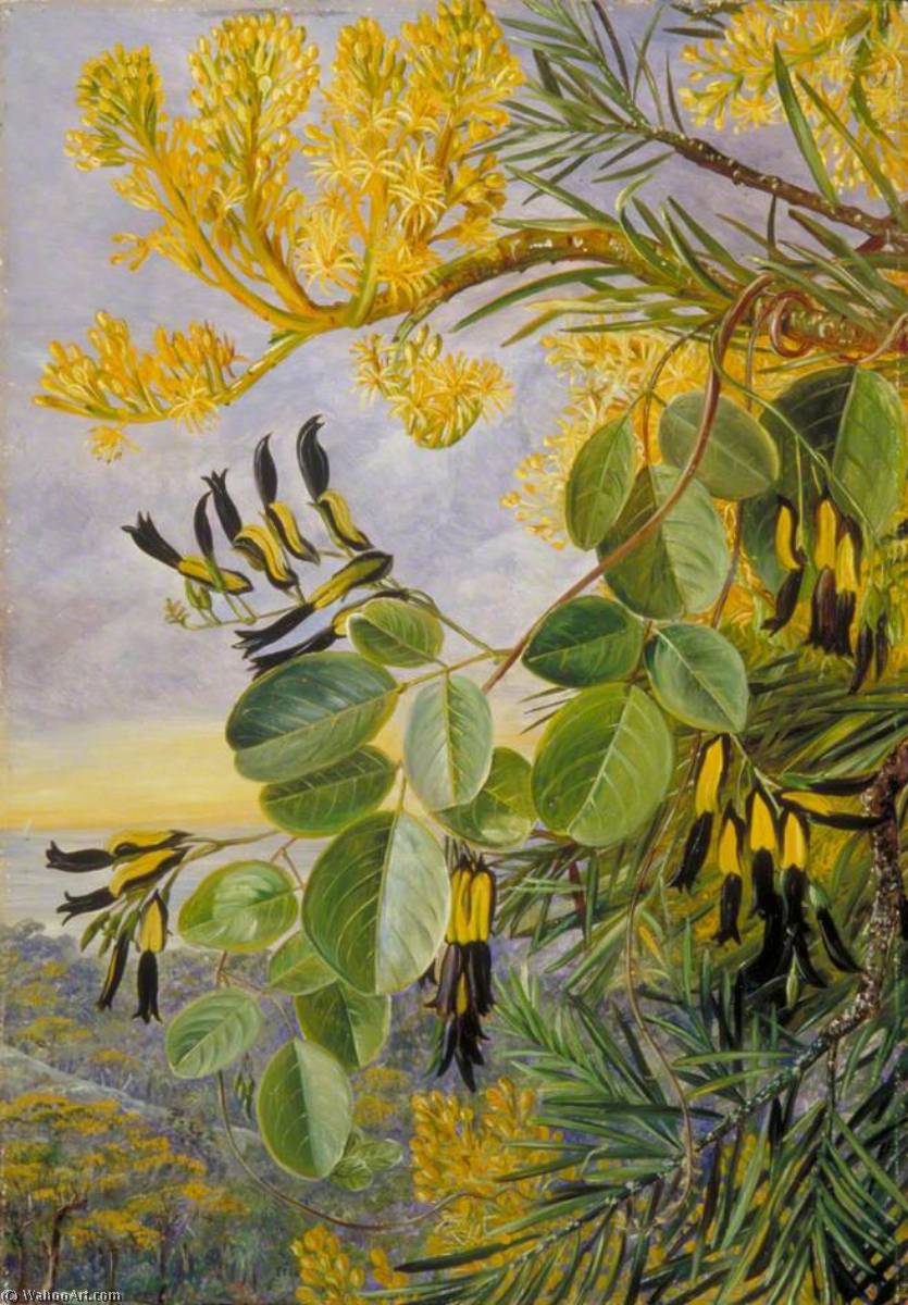 Flowers Of The Flame Tree And Yellow And Black Twiner, West Australia — Marianne North