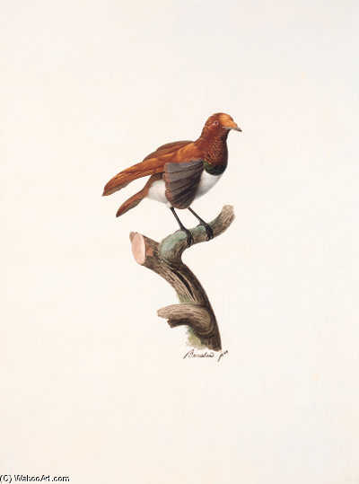 Manucodia — Jacques Barraband