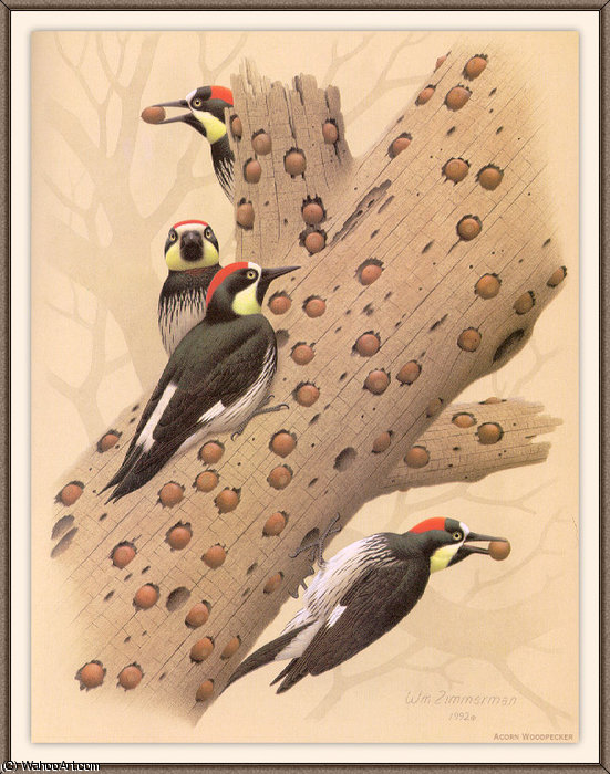 Acorn Woodpecker — August Albert Zimmermann