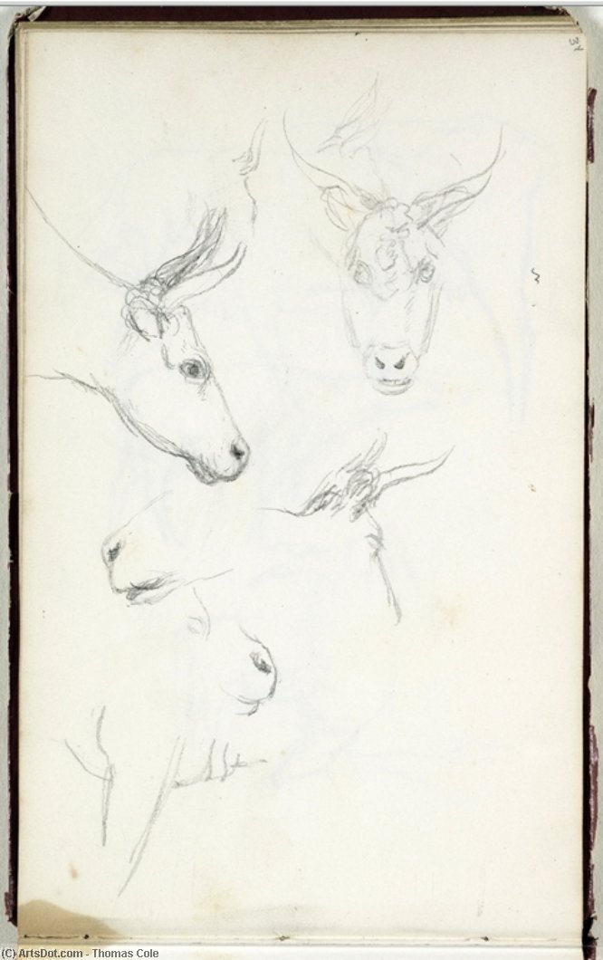Study, Animal Heads — Thomas Cole