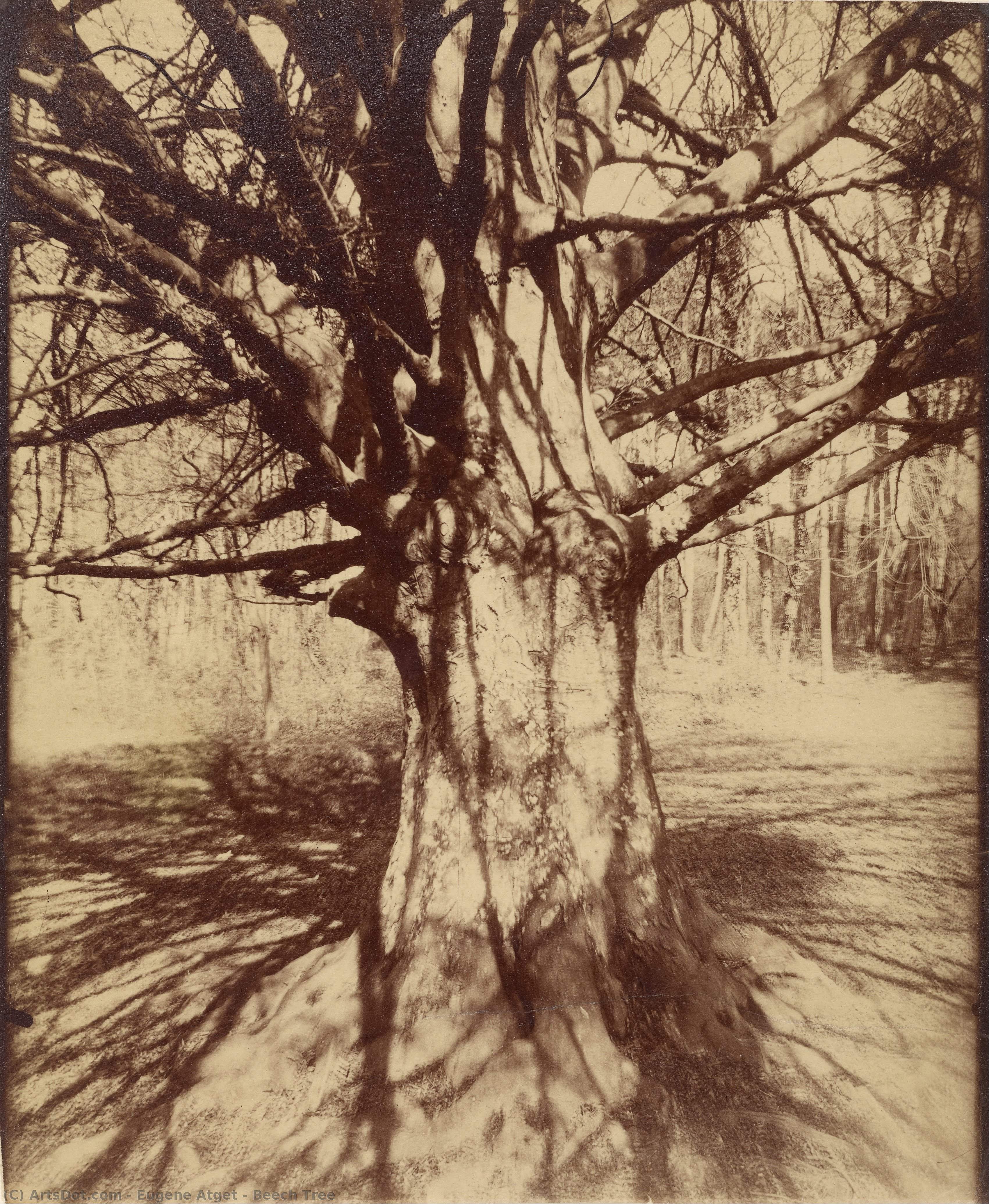 Beech Tree — Eugène Atget
