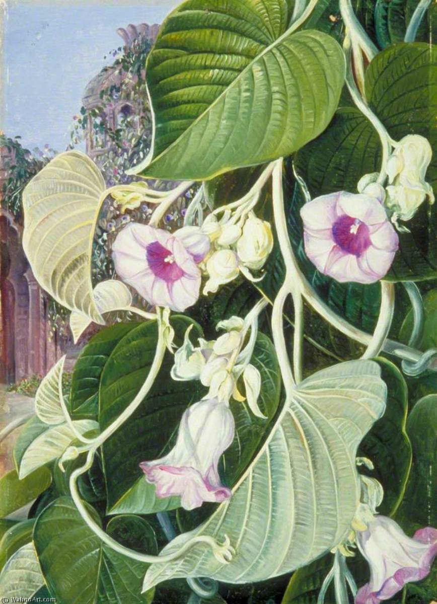 The Elephant Creeper Of India — Marianne North