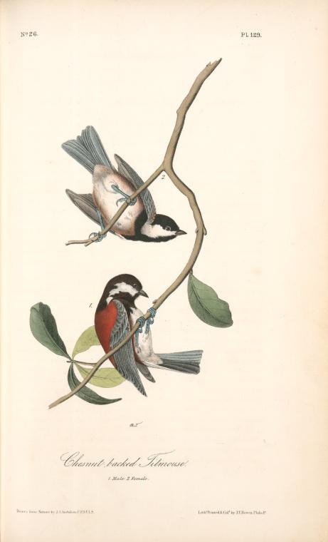 Chesnut-backed Titmouse. 1. Male. 2. Female — John James Audubon