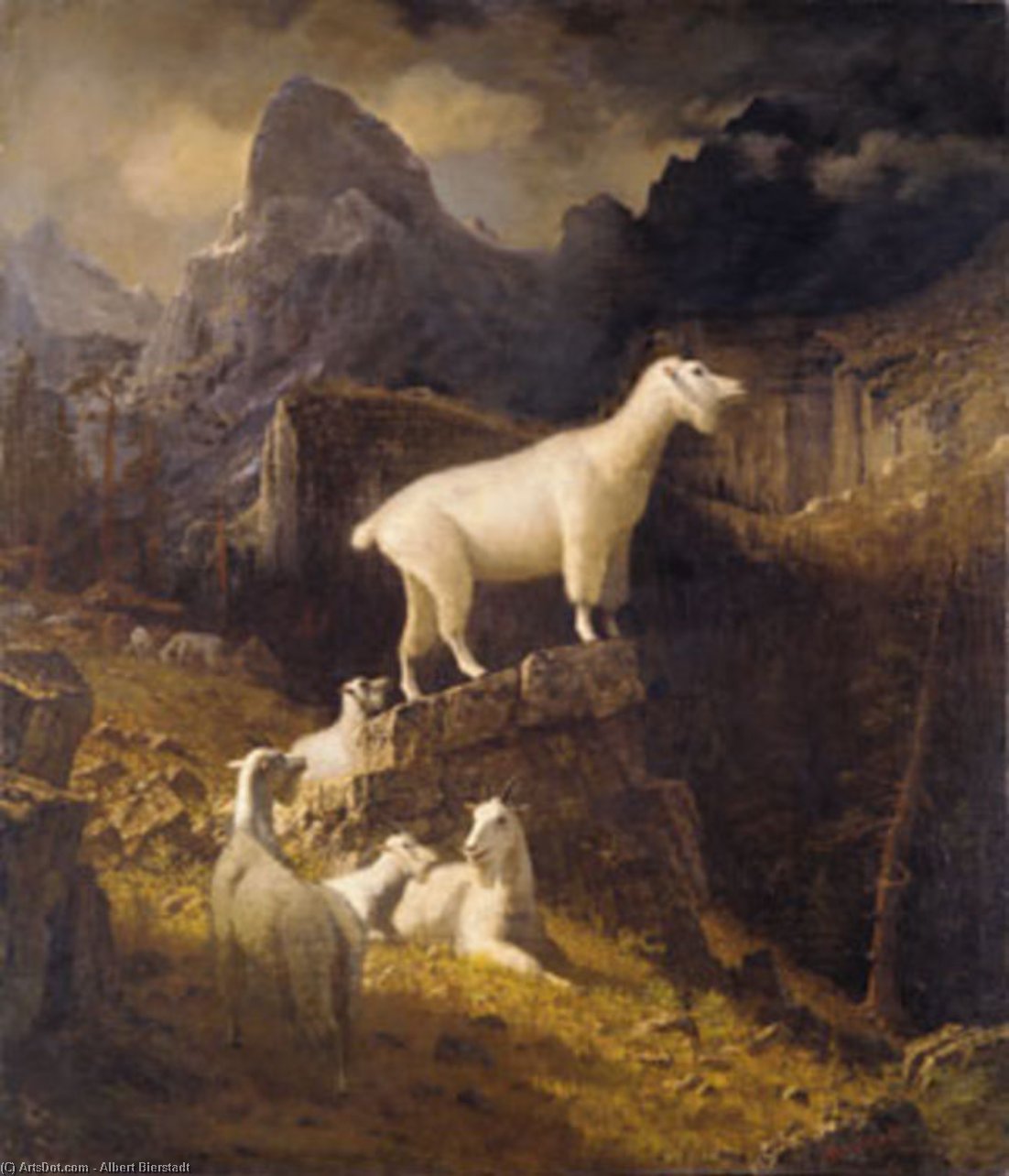 Rocky Mountain Goats — Albert Bierstadt