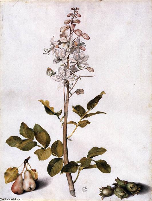 Branch Of Dittany With Four Hazelnuts And Two Pears — Giovanna Garzoni