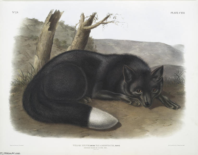 Vulpes Fulvus, American Black, Or Silver Fox — John James Audubon