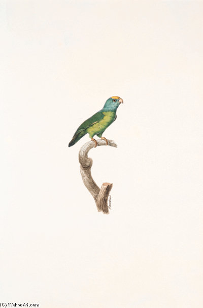 Brotogeris Sancti Thomae — Jacques Barraband