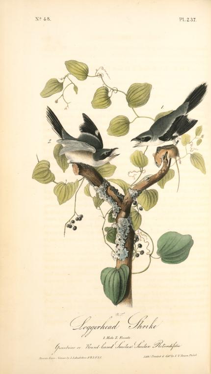 Loggerhead Shrike. 1. Male. 2. Female. (greenbriar Or Round-leaved Smilax. Smilax Rotundifolia.) — John James Audubon