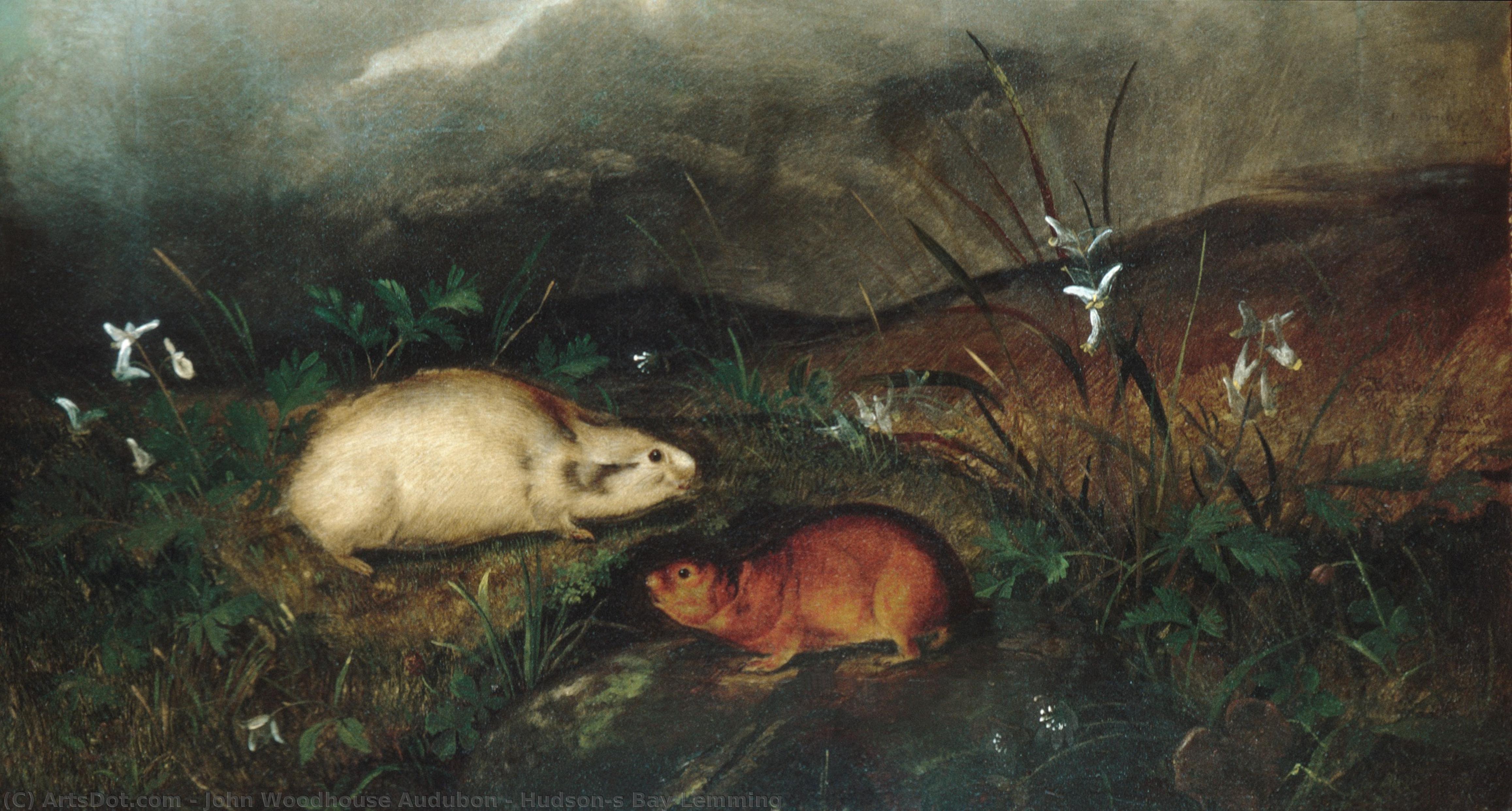Untitled (d2ww4n) — John Woodhouse Audubon
