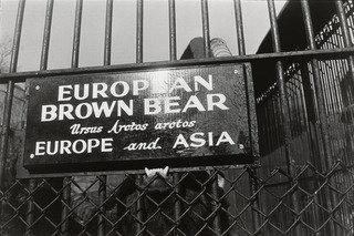 Central Park Zoo, New York City — Garry Winogrand