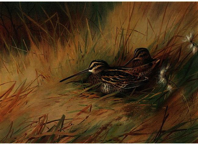Snipe 2 — Archibald Thorburn