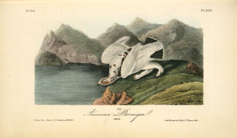 American Ptarmigan. Male — John James Audubon