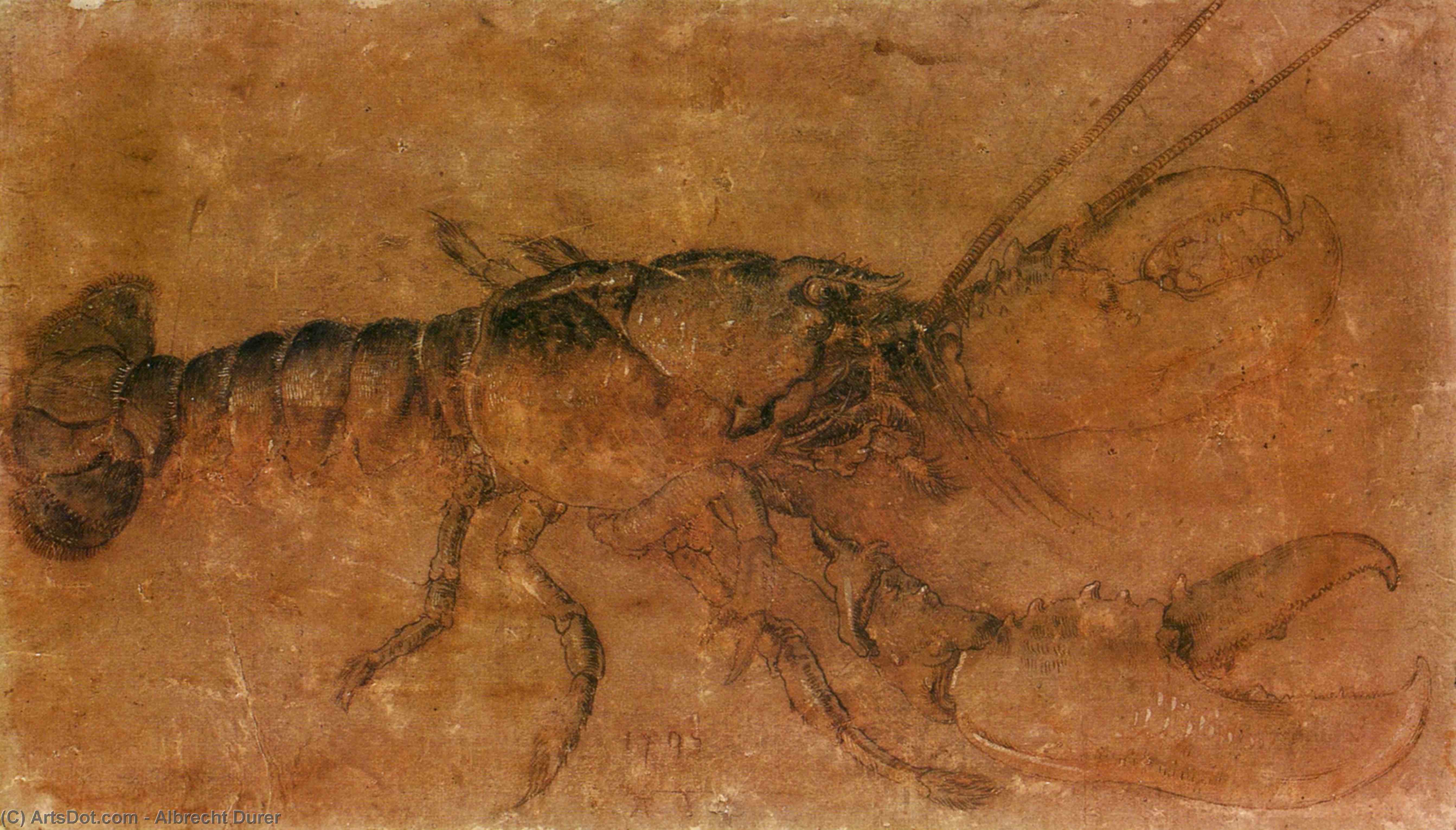 A Lobster — Albrecht Dürer