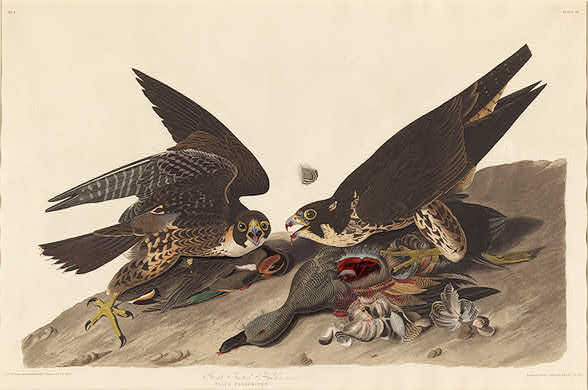 Great Footed Hawk — Robert Havell