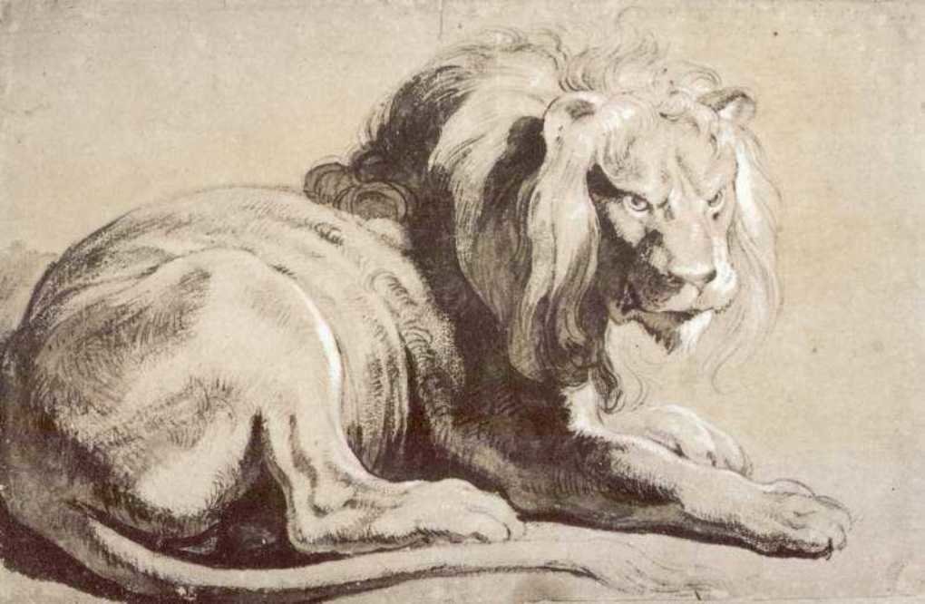 Etude Of Lion — Peter Paul Rubens