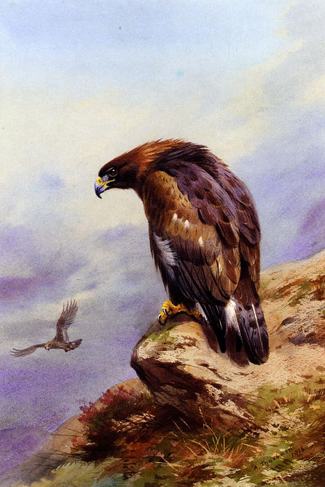 A Golden Eagle — Archibald Thorburn