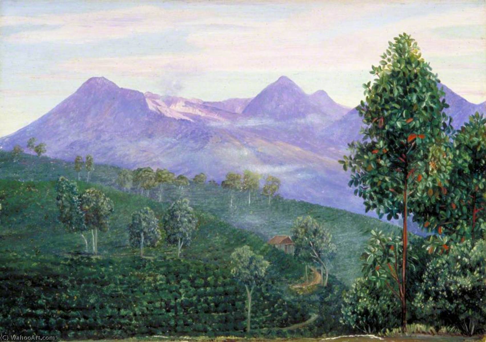 Another View Of Papandayang With Jak Fruit Tree In The Foreground — Marianne North