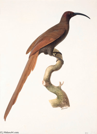 Epimachus Fastuosus — Jacques Barraband