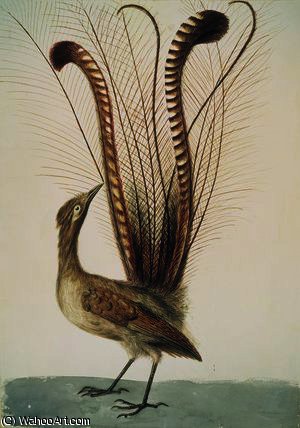 Lyrebird Of Australia, C.1810 — John William Lewin