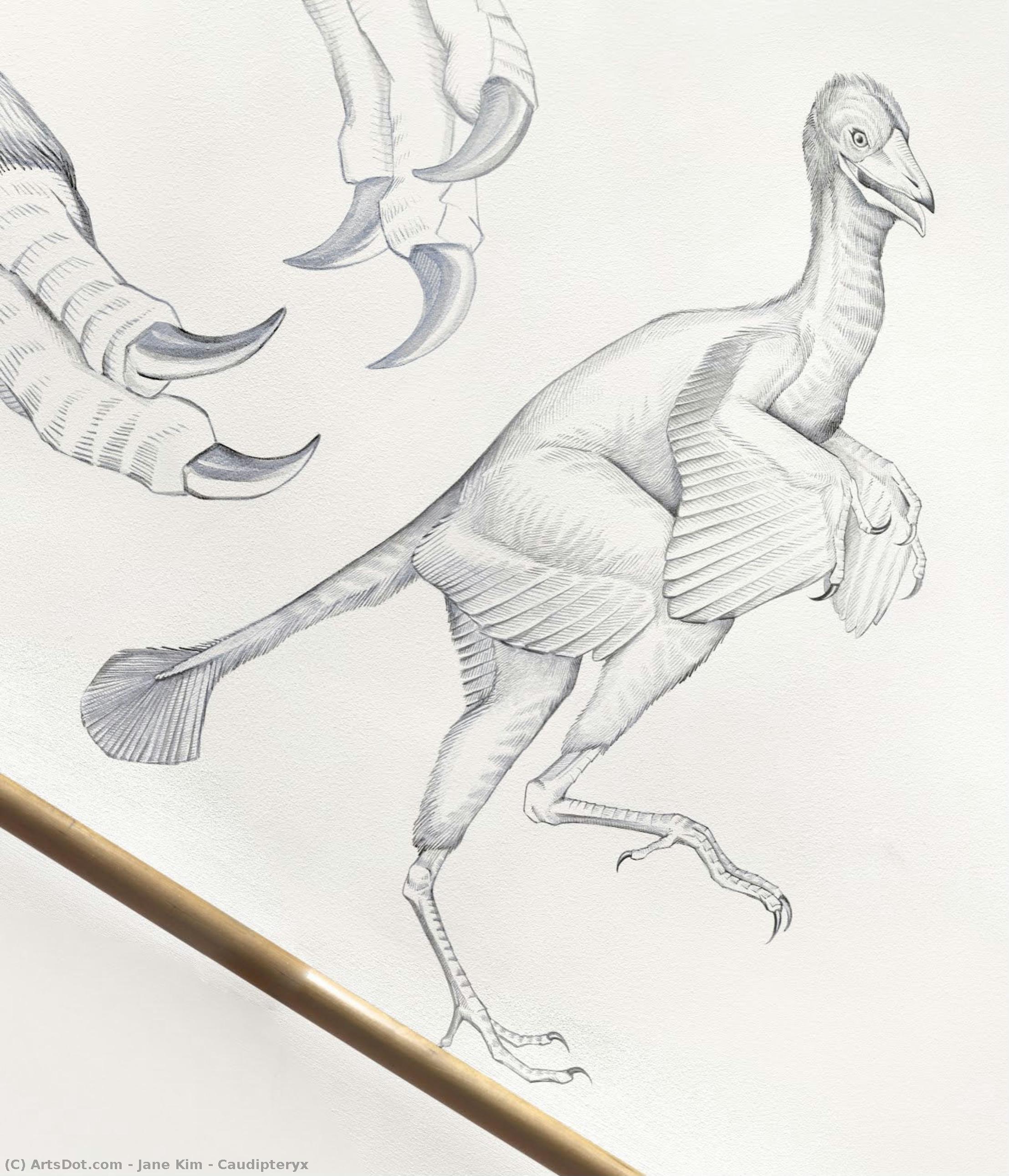 Caudipteryx — Jane Kim