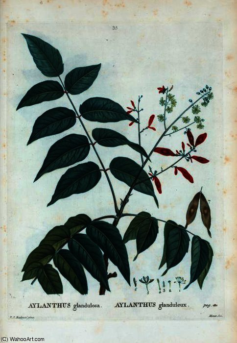 Aylanthus Glandulosa — Pierre Joseph Redouté