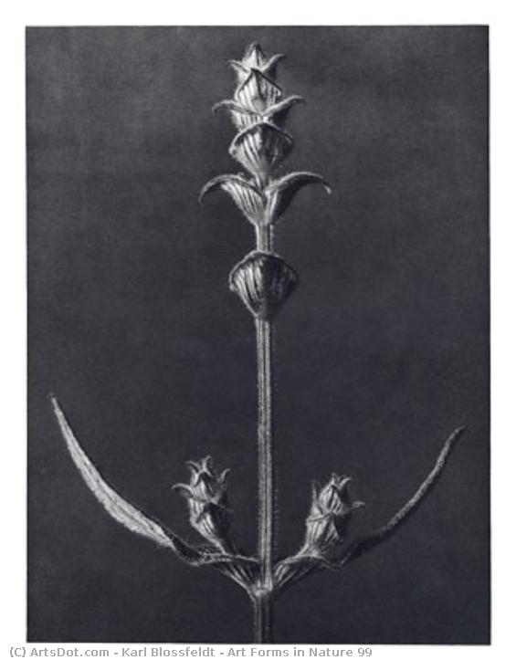 Art Forms In Nature 99 — Karl Blossfeldt