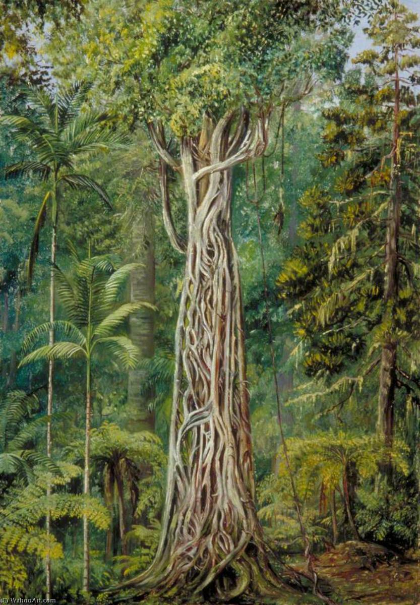 Poison Tree Strangled By A Fig, Queensland — Marianne North