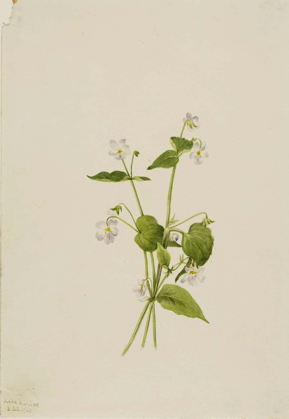 Canada Violet (viola Canadensis) — Mary Vaux Walcott