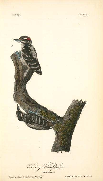 Hairy Woodpecker. 1. Male. 2. Female — John James Audubon