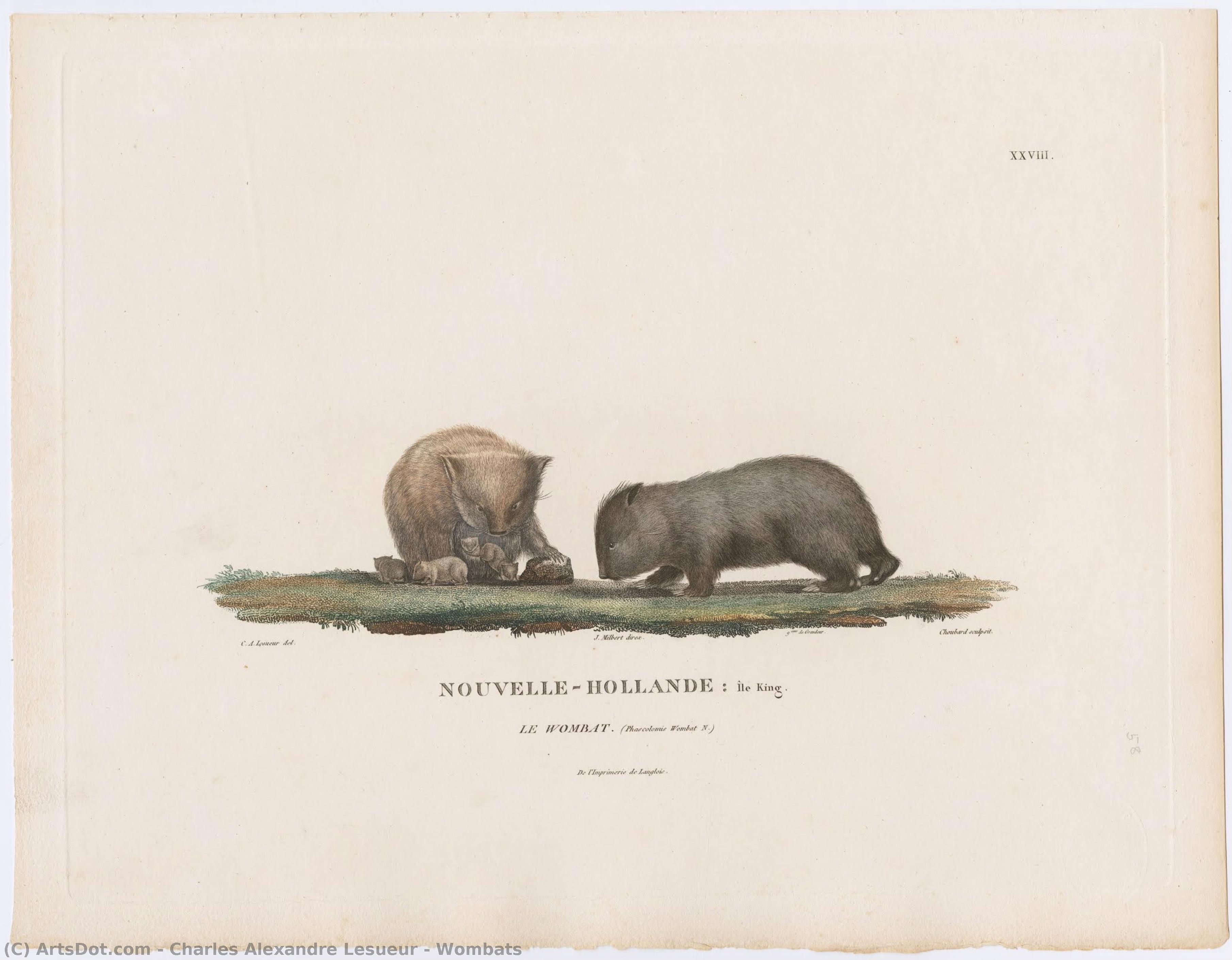 Wombats — Charles Alexandre Lesueur