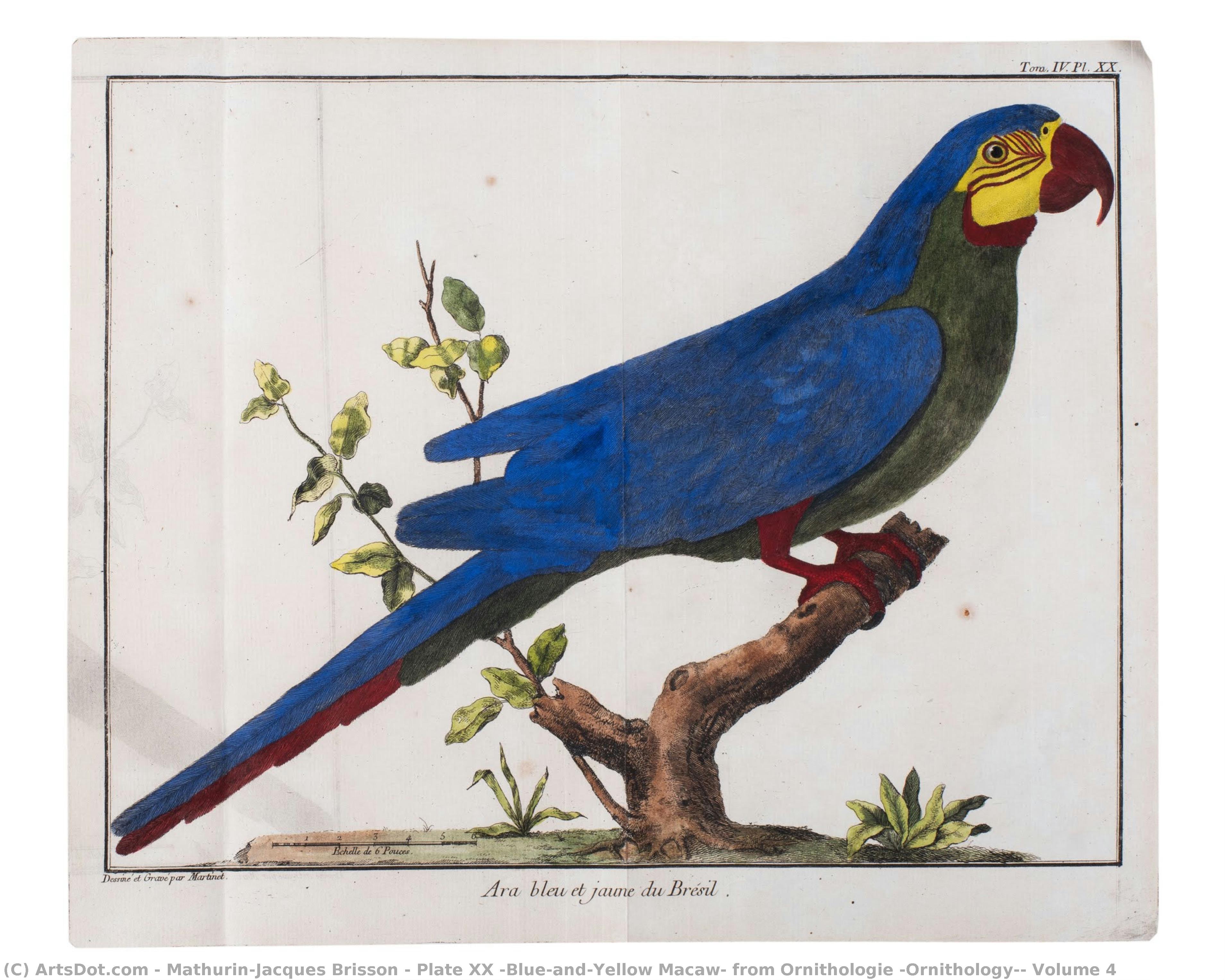 Plate Xx (blue-and-yellow Macaw) From Ornithologie (ornithology), Volume 4 — Mathurin-jacques Brisson