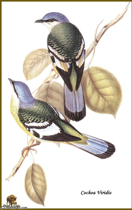 Cochoa Vert — John Gould