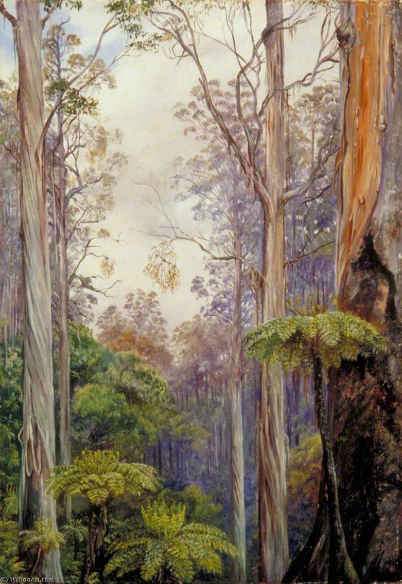 Gum Trees And Tree Ferns, Victoria — Marianne North