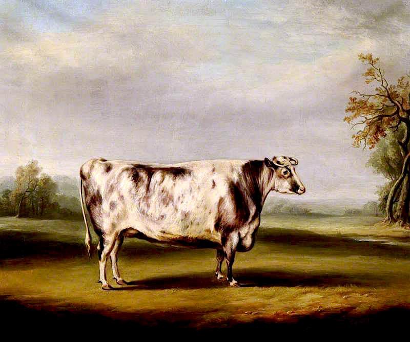 A Grey Shorthorn Cow — William Henry Davis