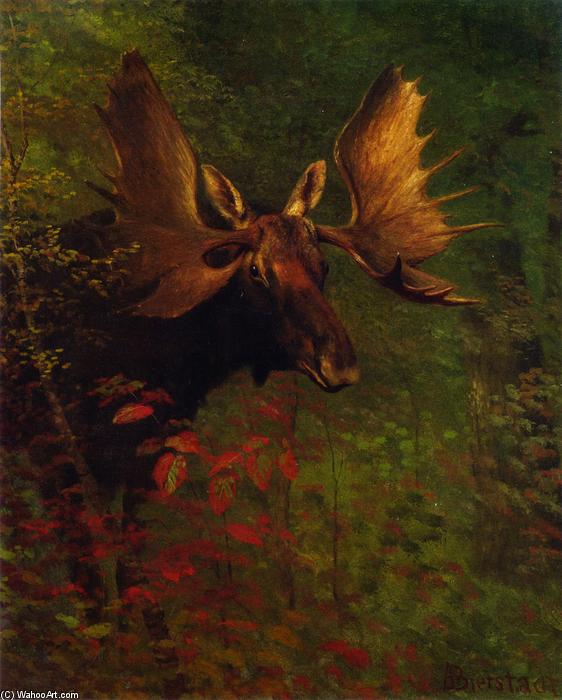 Study Of A Moose — Albert Bierstadt
