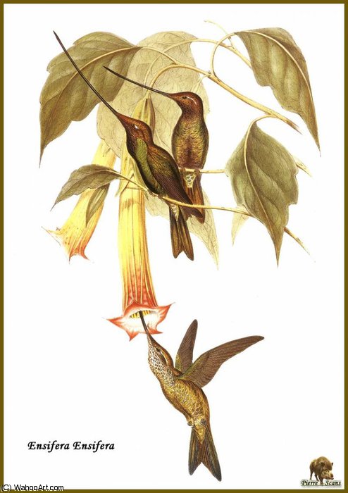 Colibri Porte Epee — John Gould