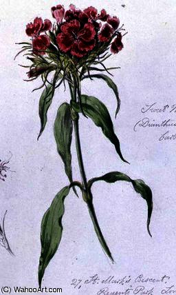 Sweet William — William James Linton