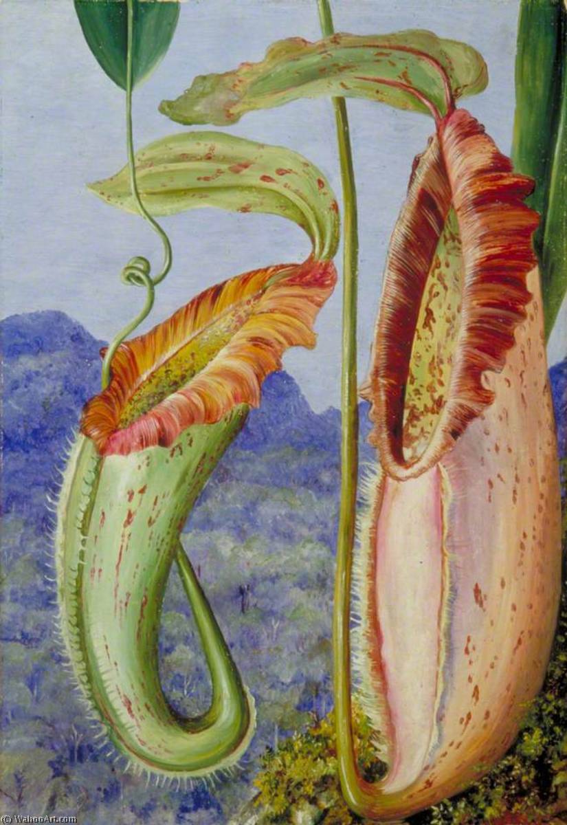 A New Pitcher Plant From The Limestone Mountains Of Sarawak, Borneo — Marianne North