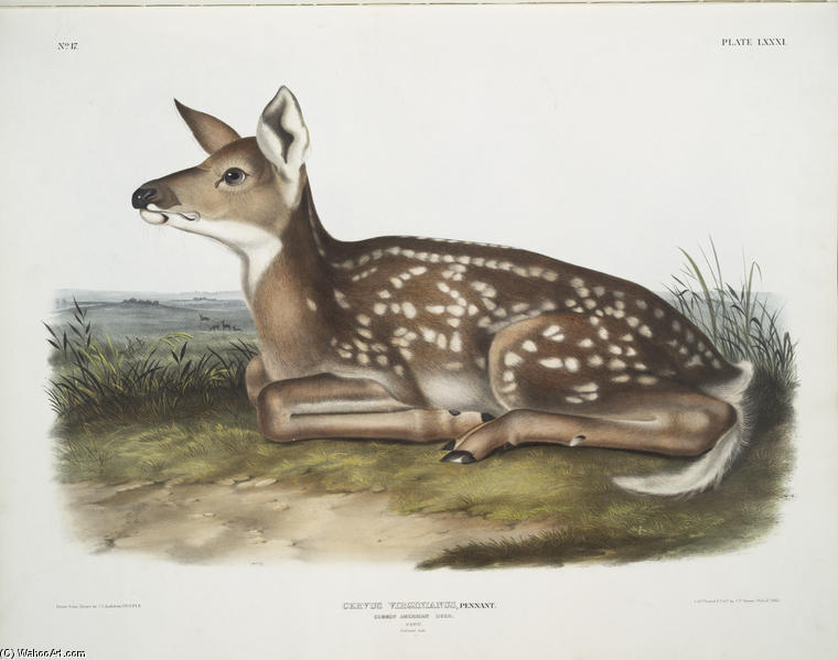 Cervus Virginianus, Common American Deer — John James Audubon