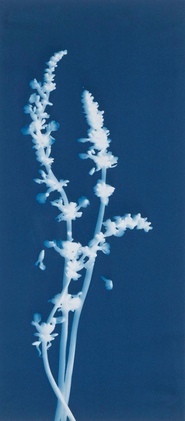 Lavender, Lavandula Labiate — Bertha Evelyn Jaques