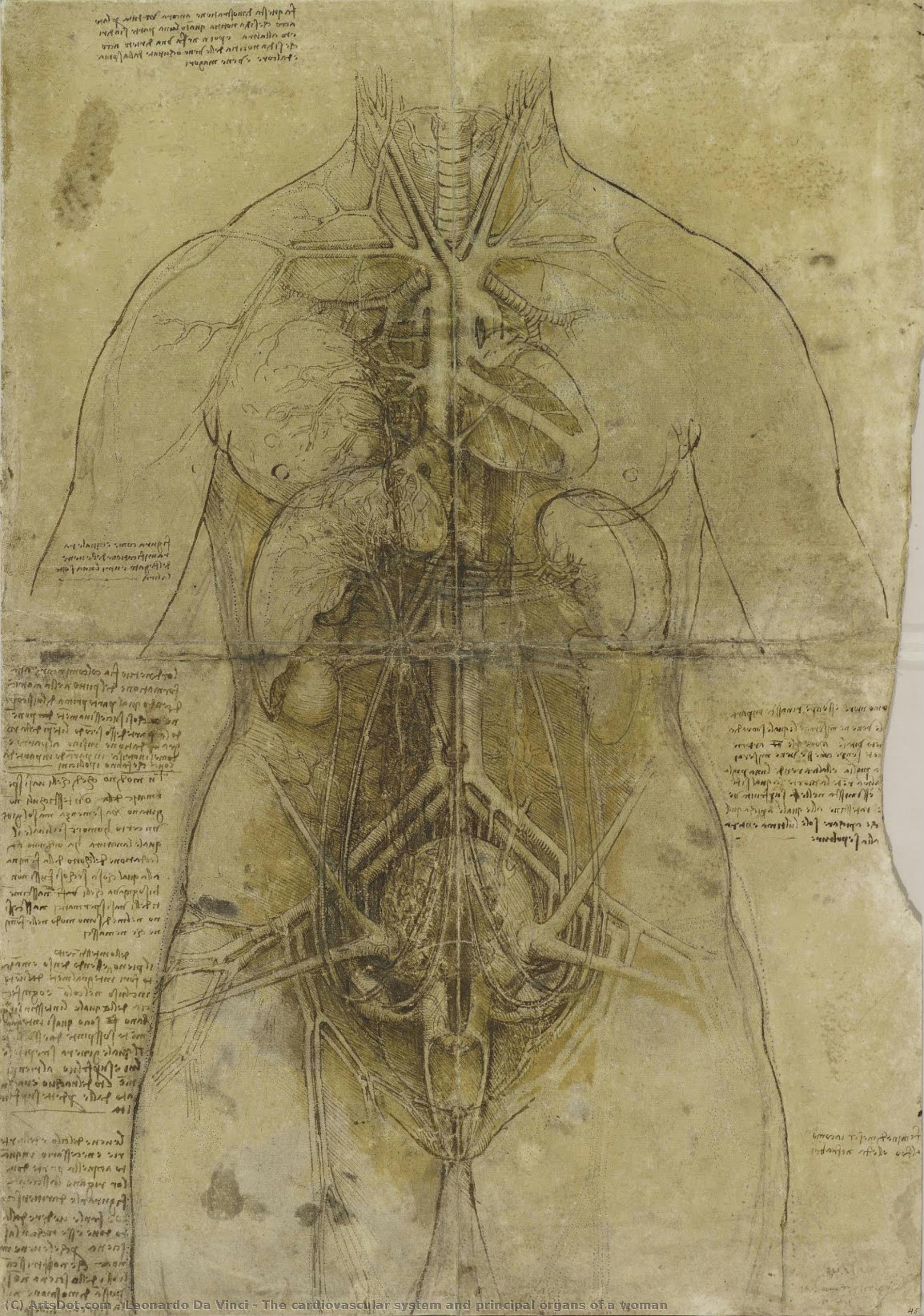 The Cardiovascular System And Principal Organs Of A Woman — Leonardo Da Vinci
