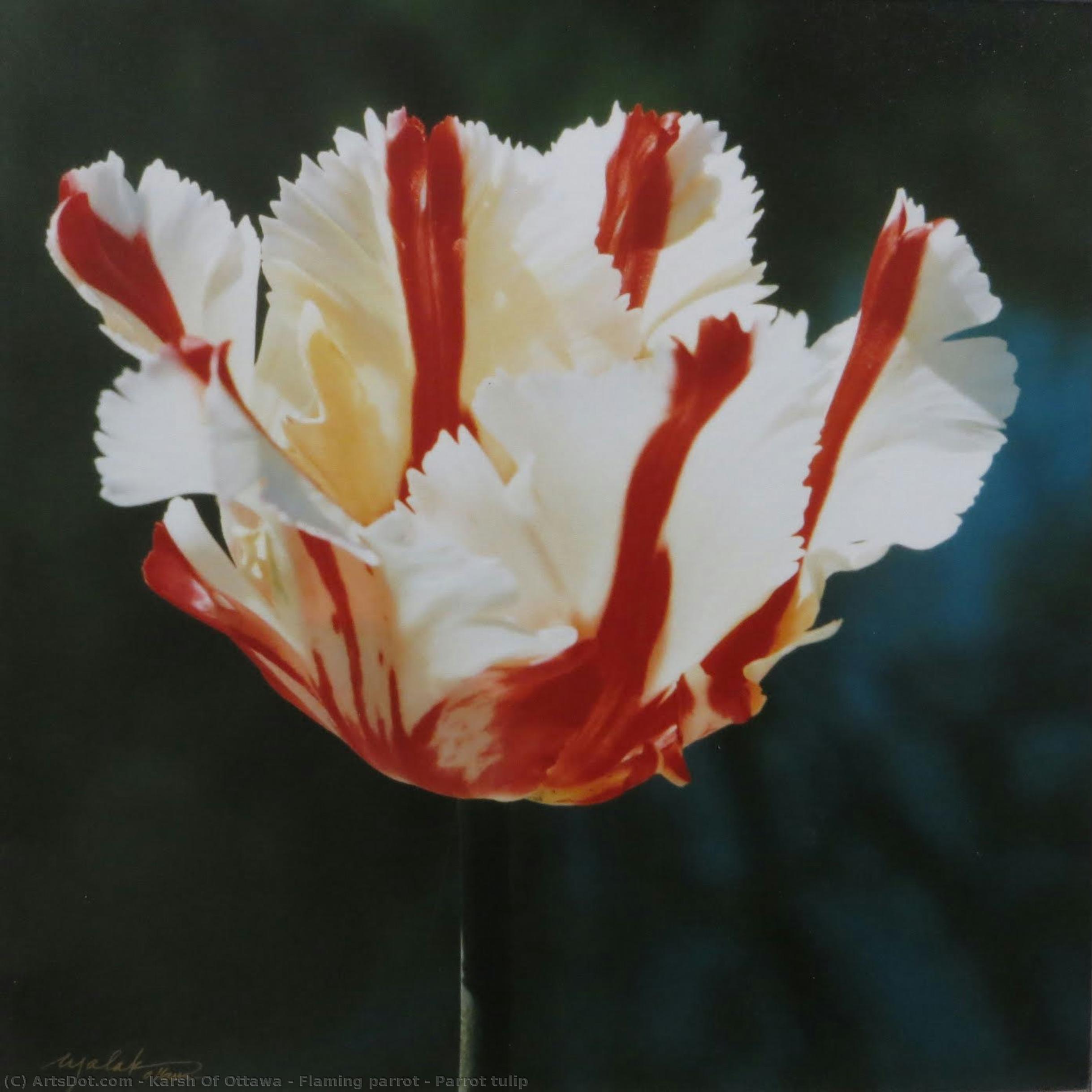 Flaming Parrot - Parrot Tulip — Karsh Of Ottawa