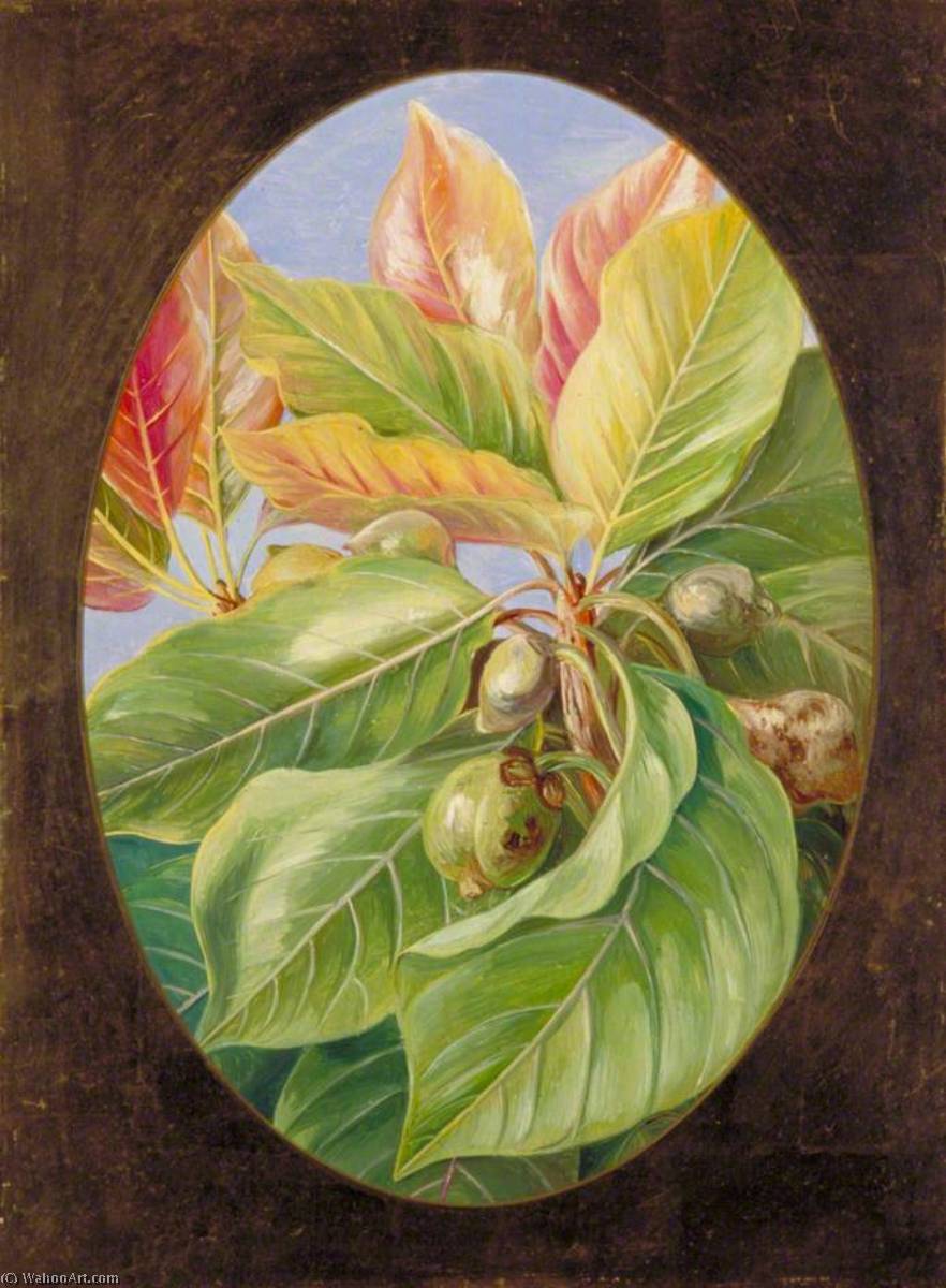Foliage And Fruit Of The Mahwa — Marianne North