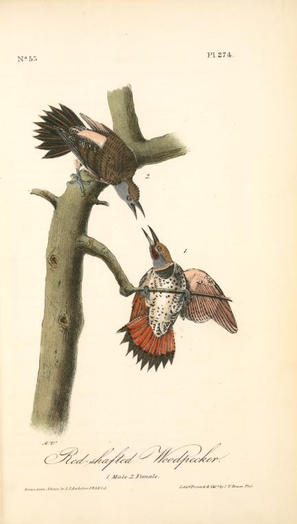 Red-shafted Woodpecker. 1. Male. 2. Female — John James Audubon