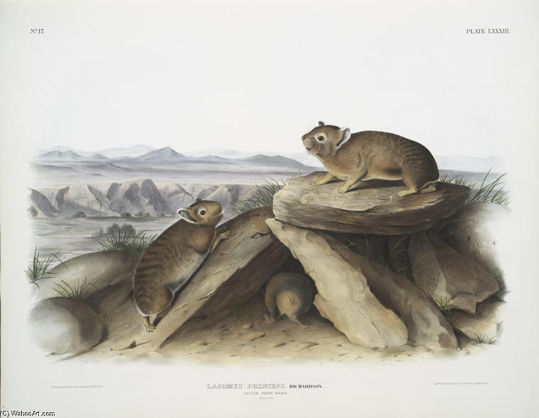 Lagomys Princeps, Little Chief Hare — John James Audubon