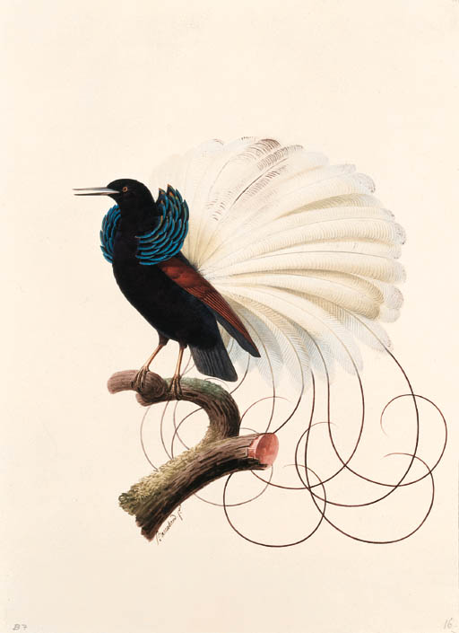 Selencidis Melanoleuca — Jacques Barraband
