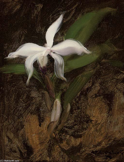 White Lily — James Stuart Park