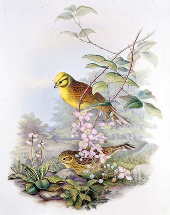 Yellowhammer — John Gould